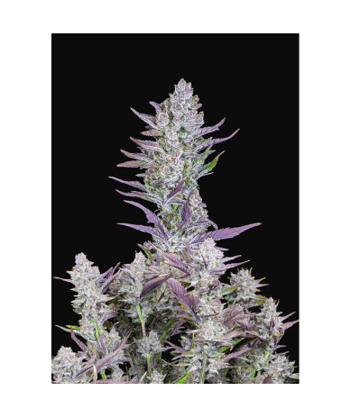 Semillas Wedding Glue Auto autoflorecientes de FastBuds Seeds