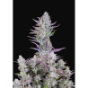 Semillas Wedding Glue Auto autoflorecientes de FastBuds Seeds