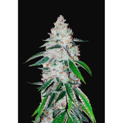 Semillas West Coast OG Auto autoflorecientes de FastBuds Seeds