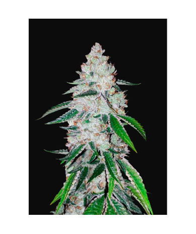 Semillas West Coast OG Auto autoflorecientes de FastBuds Seeds