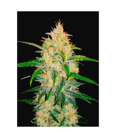 Semillas Zkittlez Auto autoflorecientes de FastBuds Seeds