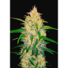 Semillas Zkittlez Auto autoflorecientes de FastBuds Seeds