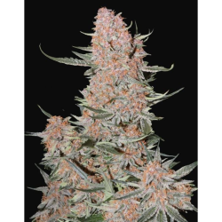 Semillas Ztrawberriez Auto autoflorecientes de FastBuds Seeds