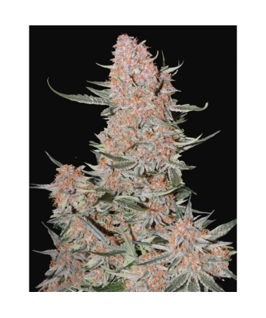 Semillas Ztrawberriez Auto autoflorecientes de FastBuds Seeds
