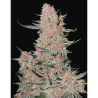 Semillas Ztrawberriez Auto autoflorecientes de FastBuds Seeds