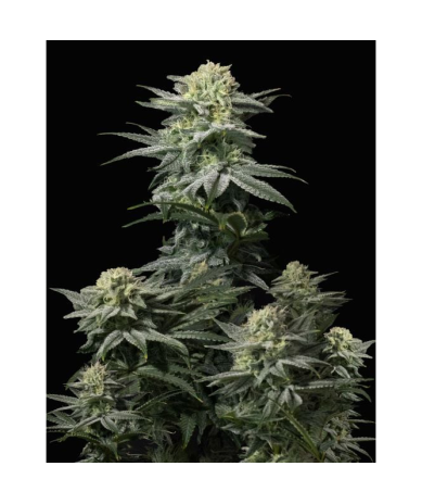 Semillas GG4 Sherbet Fast Flowering feminizadas de FastBuds Seeds