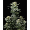 Semillas GG4 Sherbet Fast Flowering feminizadas de FastBuds Seeds