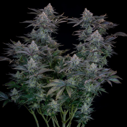 Semillas Gorilla Cookies Fast Flowering feminizadas de FastBuds Seeds