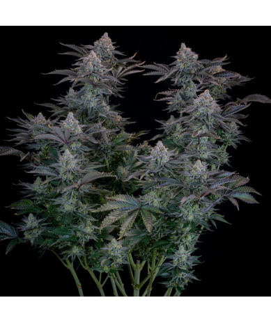 Semillas Gorilla Cookies Fast Flowering feminizadas de FastBuds Seeds