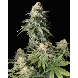 Semillas Orange Sherbet Fast Flowering feminizadas de FastBuds Seeds