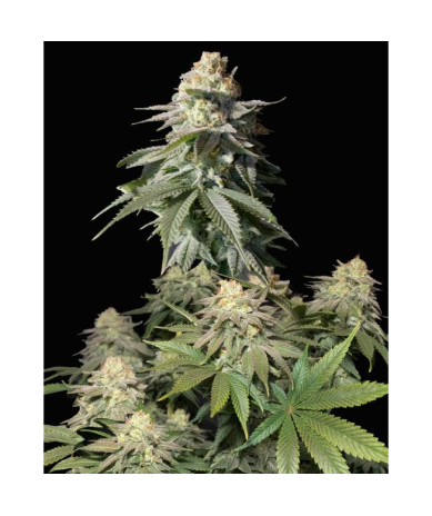 Semillas Orange Sherbet Fast Flowering feminizadas de FastBuds Seeds