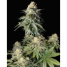 Semillas Orange Sherbet Fast Flowering feminizadas de FastBuds Seeds