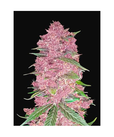 Semillas Purple Lemonade Fast Flowering feminizadas de FastBuds Seeds