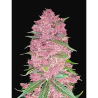 Semillas Purple Lemonade Fast Flowering feminizadas de FastBuds Seeds