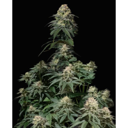 Semillas Tropicana Cookies Fast Flowering feminizadas de FastBuds Seeds