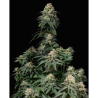 Semillas Tropicana Cookies Fast Flowering feminizadas de FastBuds Seeds