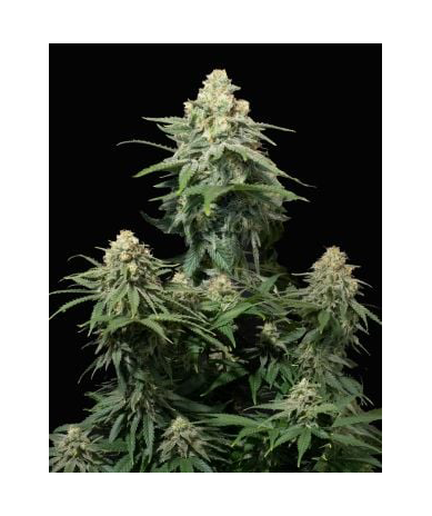 Semillas Wedding Cheesecake Fast Flowering feminizadas de FastBuds Seeds