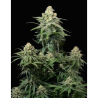 Semillas Wedding Cheesecake Fast Flowering feminizadas de FastBuds Seeds