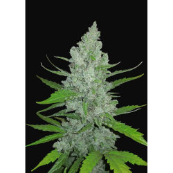 Semillas Sour Diesel Auto autoflorecientes de FastBuds Seeds