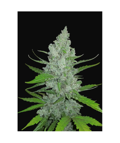 Semillas Sour Diesel Auto autoflorecientes de FastBuds Seeds