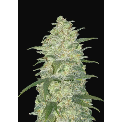 Semillas White Widow Auto autoflorecientes de FastBuds Seeds