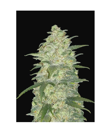 Semillas White Widow Auto autoflorecientes de FastBuds Seeds