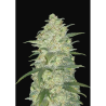 Semillas White Widow Auto autoflorecientes de FastBuds Seeds