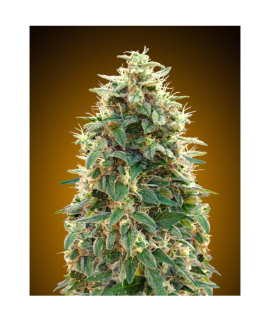 Semillas Auto 00 Cheese autoflorecientes de 00 Seeds