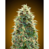 Semillas Auto 00 Cheese autoflorecientes de 00 Seeds