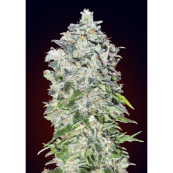Semillas Auto 00 Kush autoflorecientes de 00 Seeds