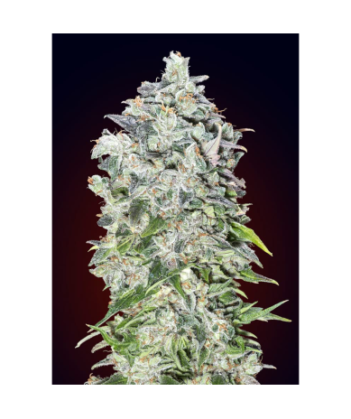 Semillas Auto 00 Kush autoflorecientes de 00 Seeds