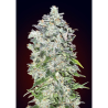 Semillas Auto 00 Kush autoflorecientes de 00 Seeds