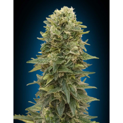 Semillas Auto Afghan Mass autoflorecientes de 00 Seeds