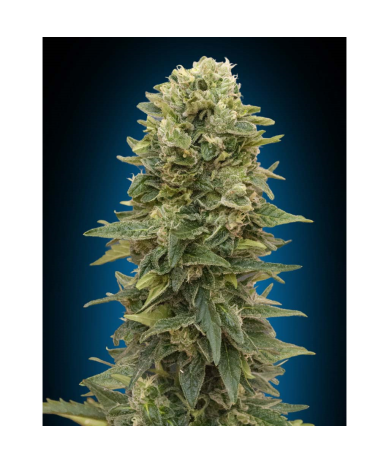Semillas Auto Afghan Mass autoflorecientes de 00 Seeds