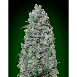 Semillas Auto Afghan Mass XXL autoflorecientes de 00 Seeds