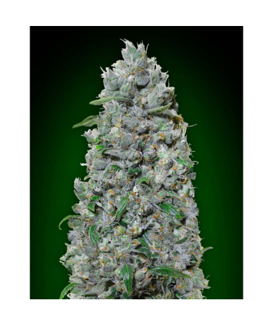 Semillas Auto Afghan Mass XXL autoflorecientes de 00 Seeds