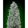 Semillas Auto Afghan Mass XXL autoflorecientes de 00 Seeds