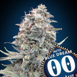 Semillas Auto Blue Dream autoflorecientes de 00 Seeds