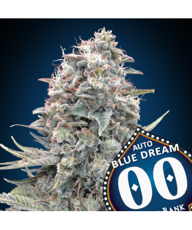 Semillas Auto Blue Dream autoflorecientes de 00 Seeds