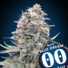 Semillas Auto Blue Dream autoflorecientes de 00 Seeds