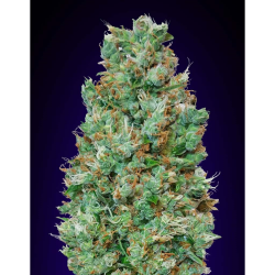 Semillas Auto Blueberry autoflorecientes de 00 Seeds