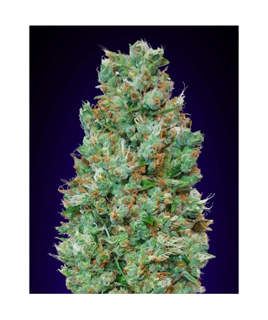 Semillas Auto Blueberry autoflorecientes de 00 Seeds