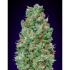 Semillas Auto Blueberry autoflorecientes de 00 Seeds