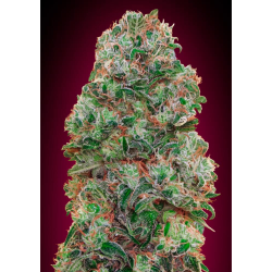 Semillas Auto Bubble Gum autoflorecientes de 00 Seeds