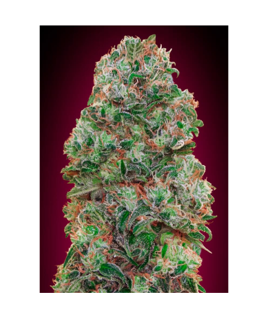 Semillas Auto Bubble Gum autoflorecientes de 00 Seeds
