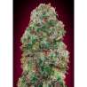 Semillas Auto Bubble Gum autoflorecientes de 00 Seeds