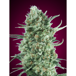 Semillas Auto Bubble Gum XXL autoflorecientes de 00 Seeds