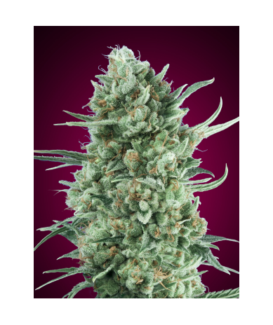 Semillas Auto Bubble Gum XXL autoflorecientes de 00 Seeds