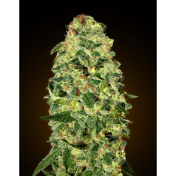 Semillas Auto California Kush autoflorecientes de 00 Seeds