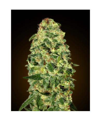 Semillas Auto California Kush autoflorecientes de 00 Seeds